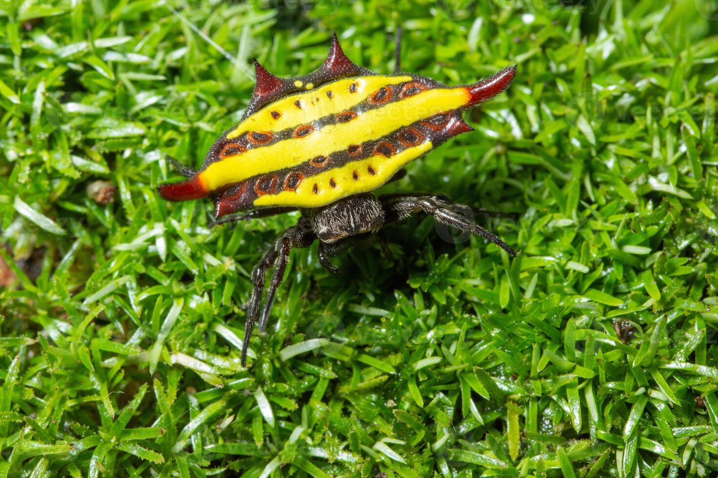 A spider with a yellow and red striped body photo