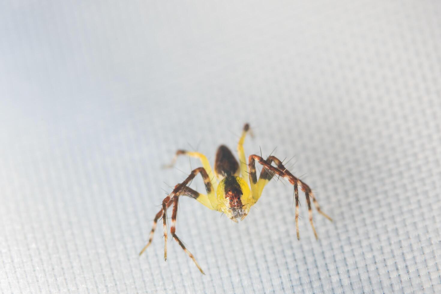 araña, foto de primer plano