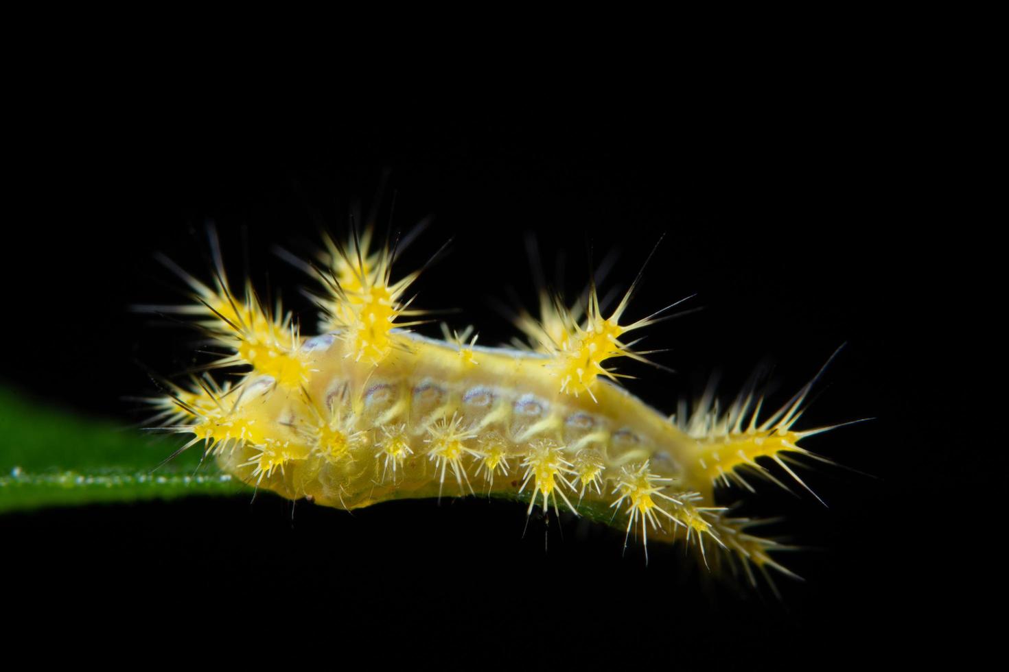 Worm on a plant photo