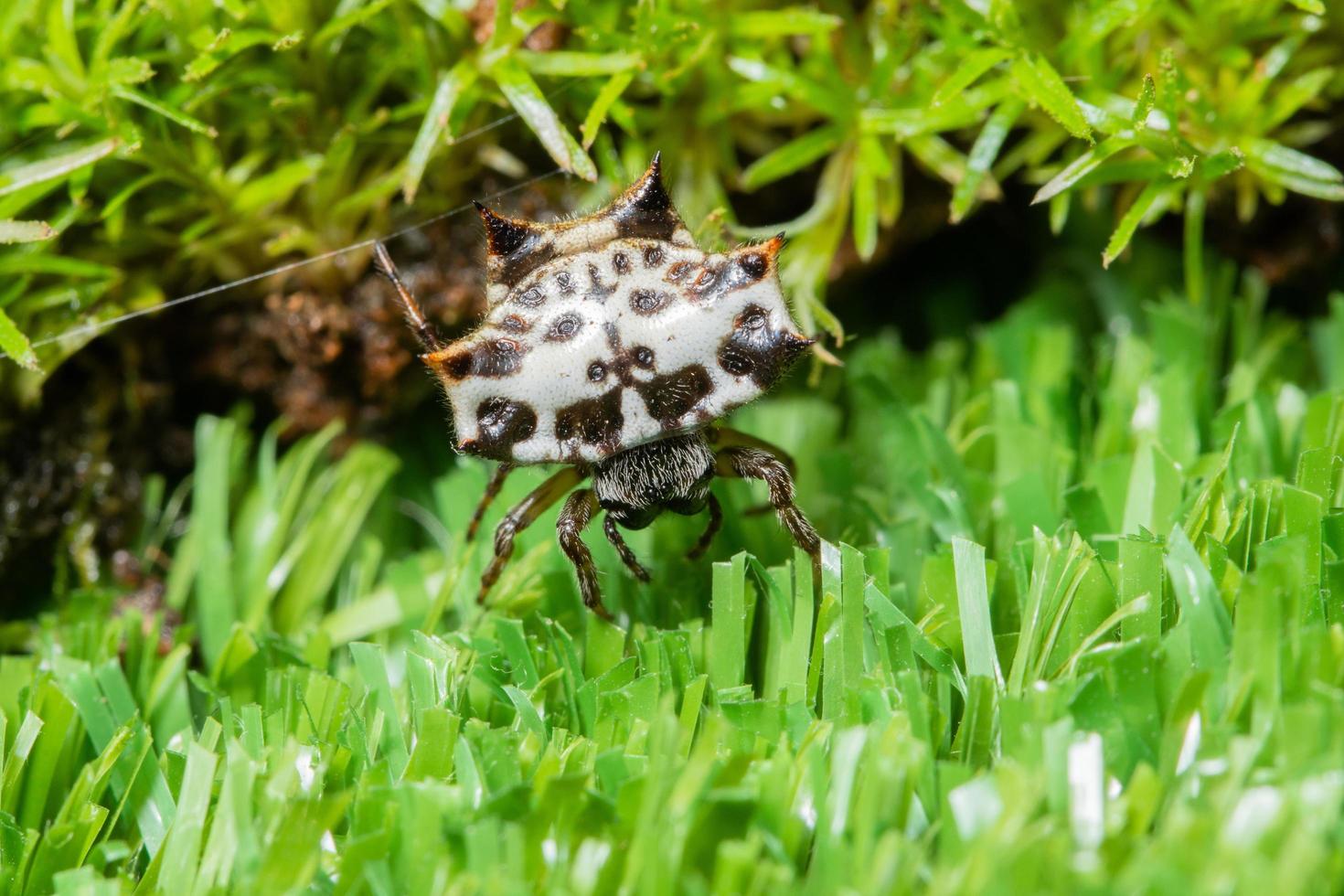 araña en la hierba foto