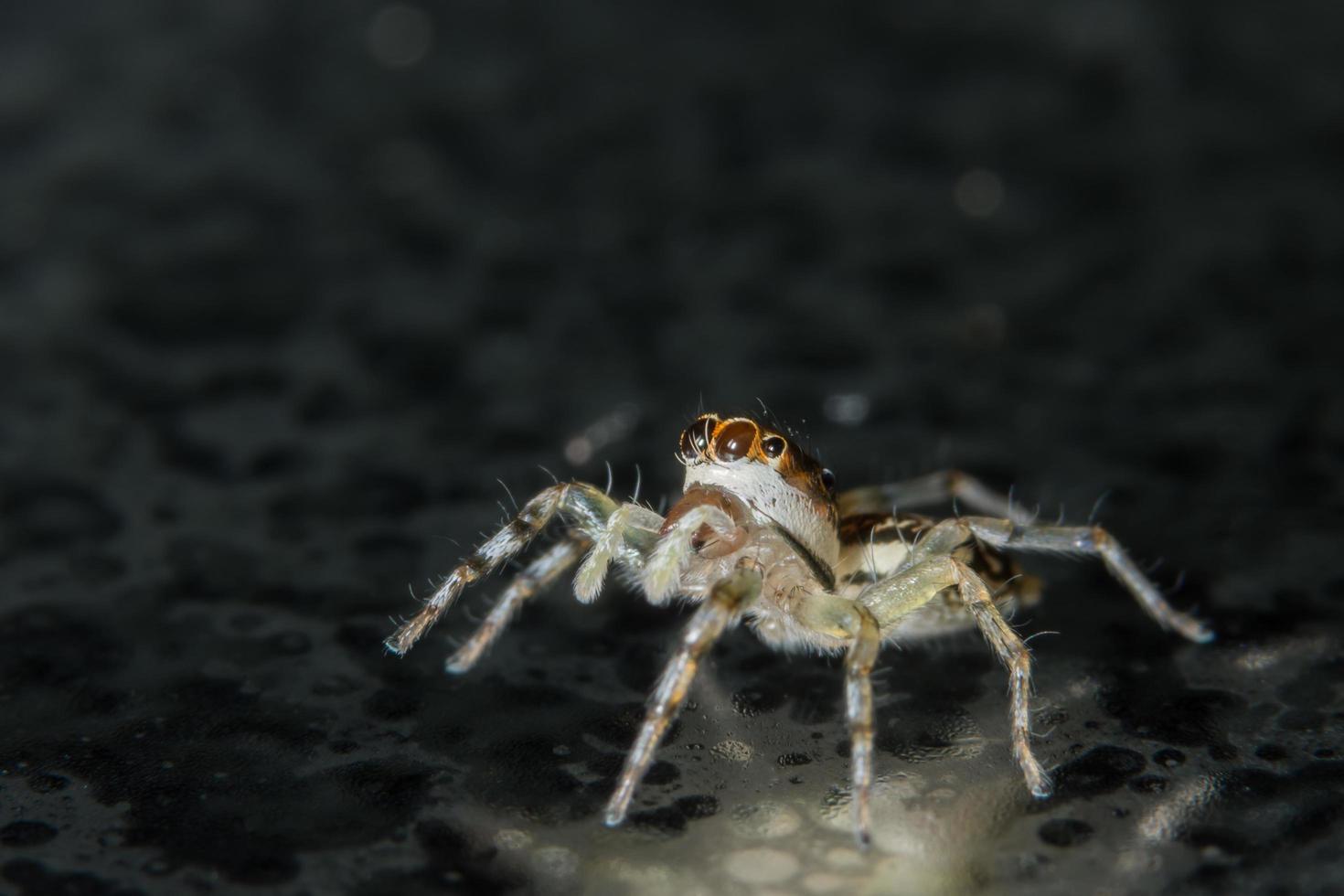 Spider on glass surface photo