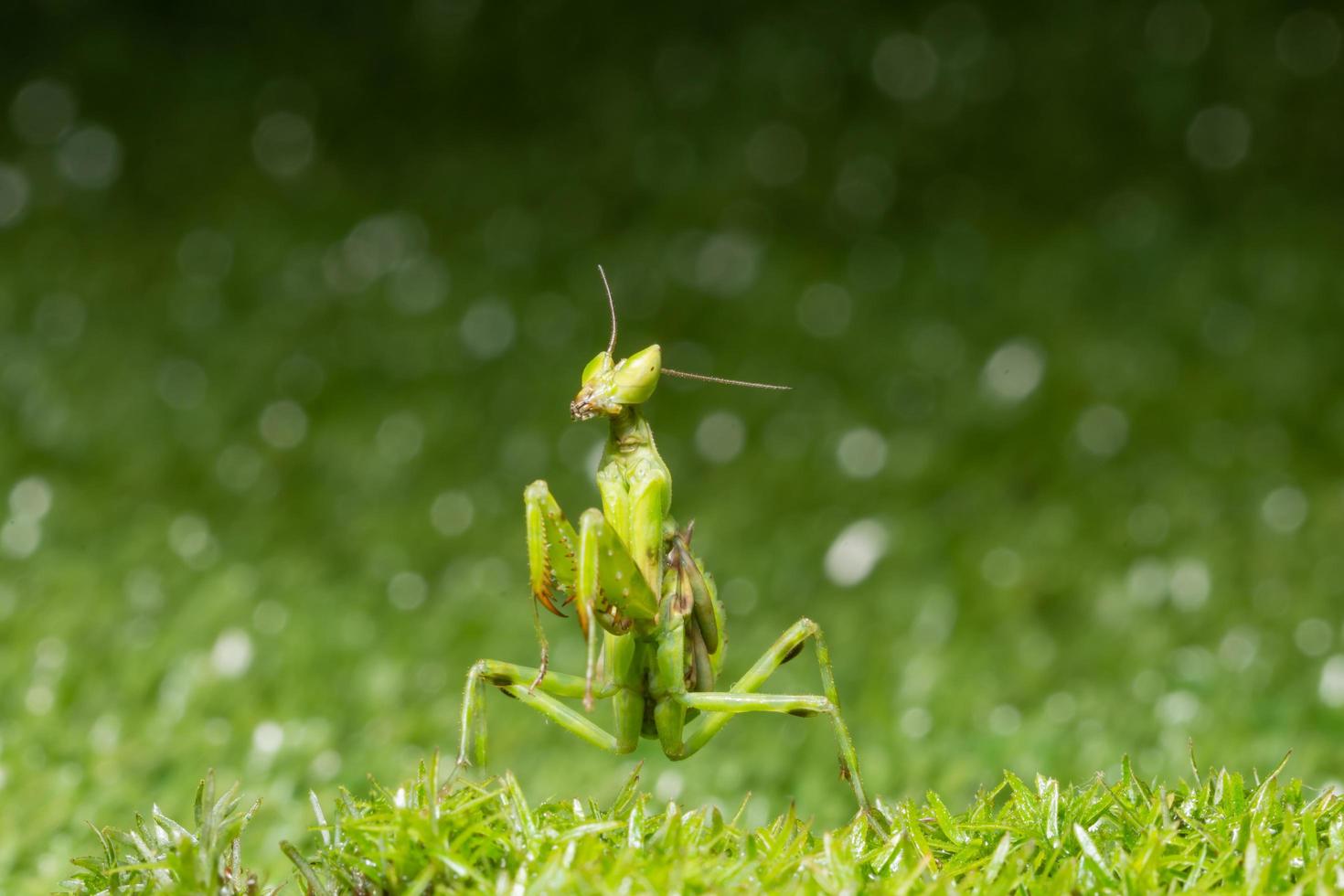 Grasshopper in the grass photo