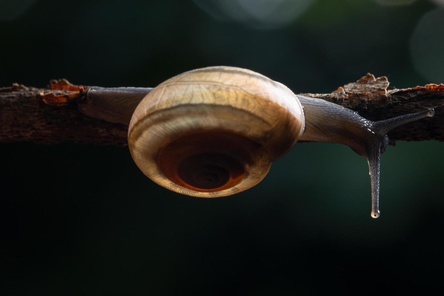 Snail on a branch photo