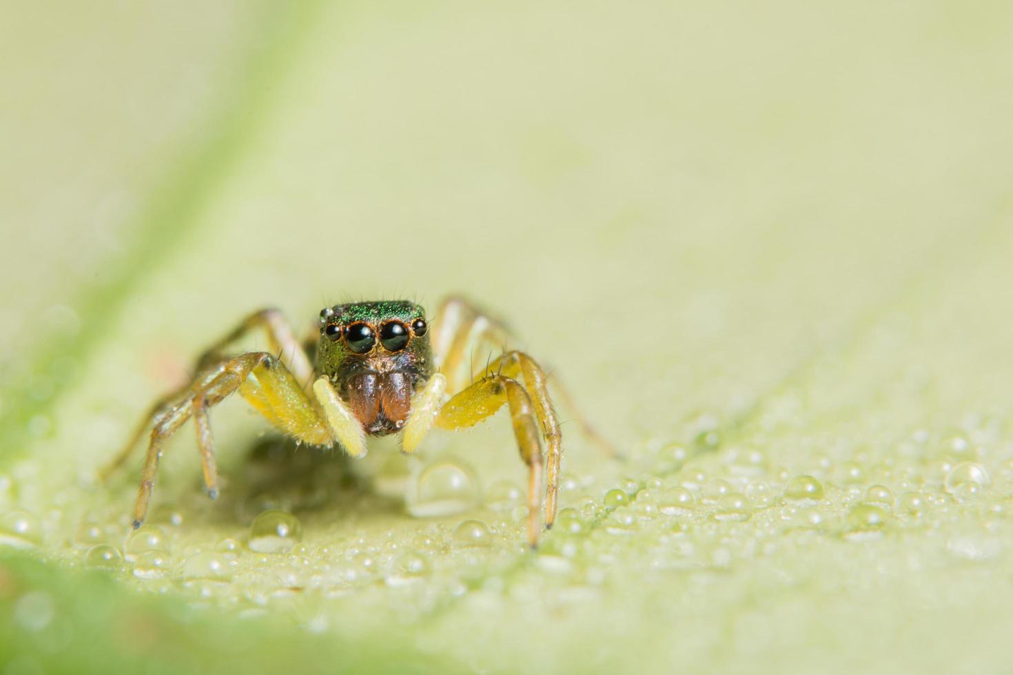 araña en una hoja foto