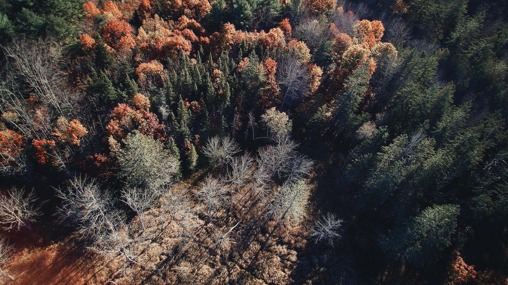 Aerial view of autumn trees photo