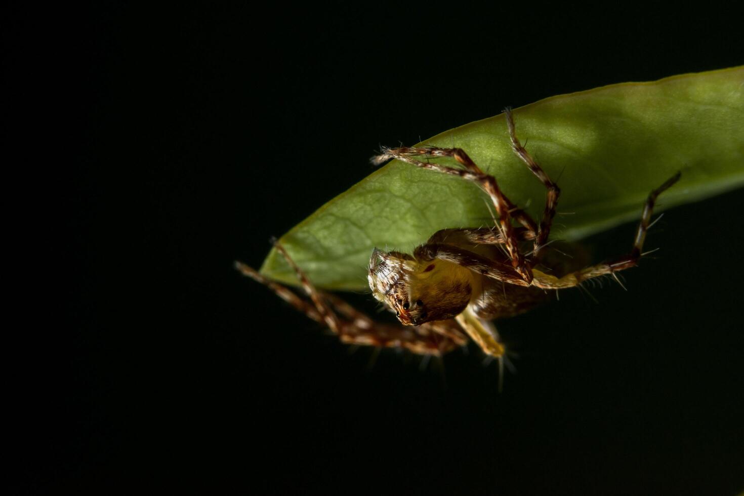 Spider, close-up photo