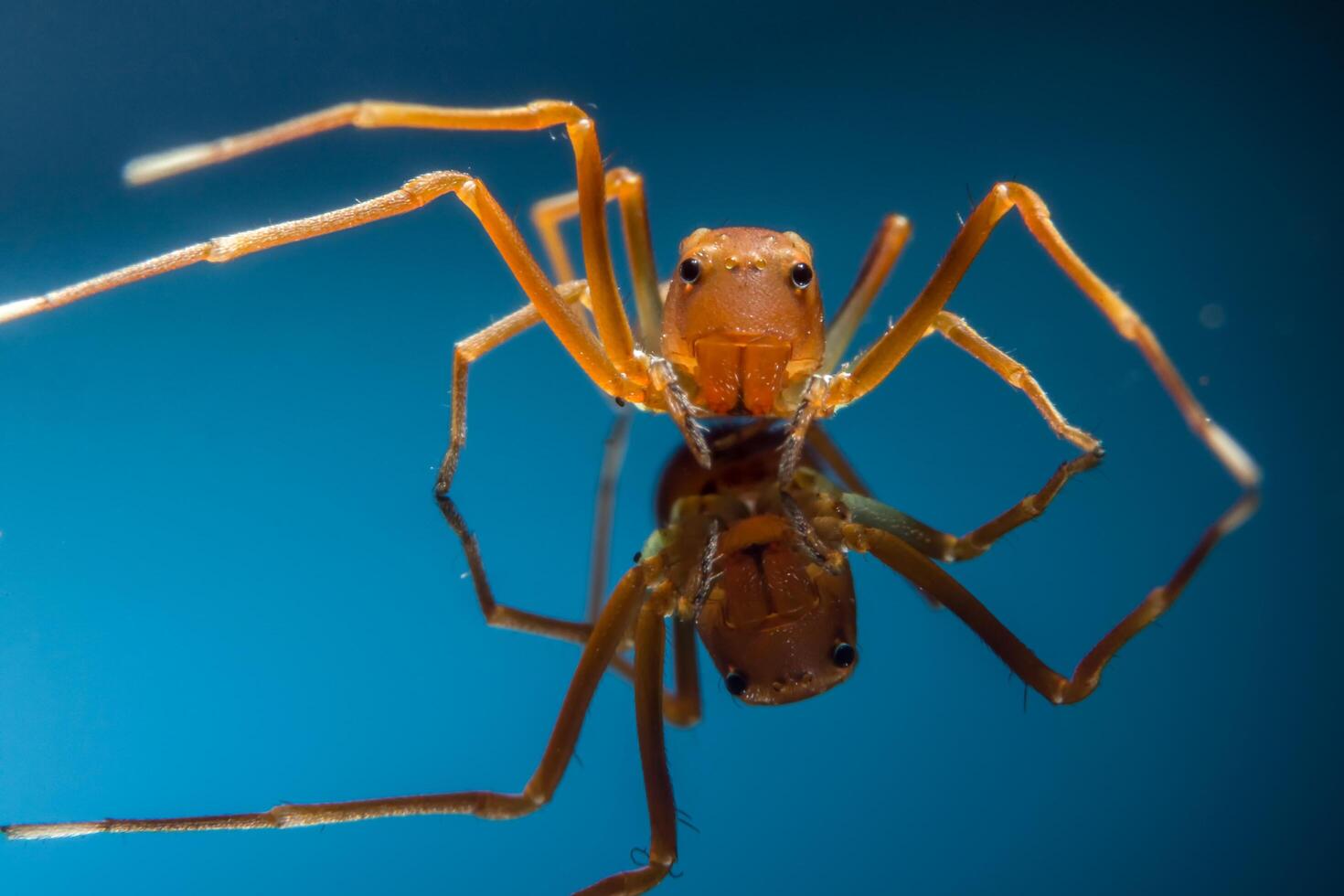 Spider on glass surface photo