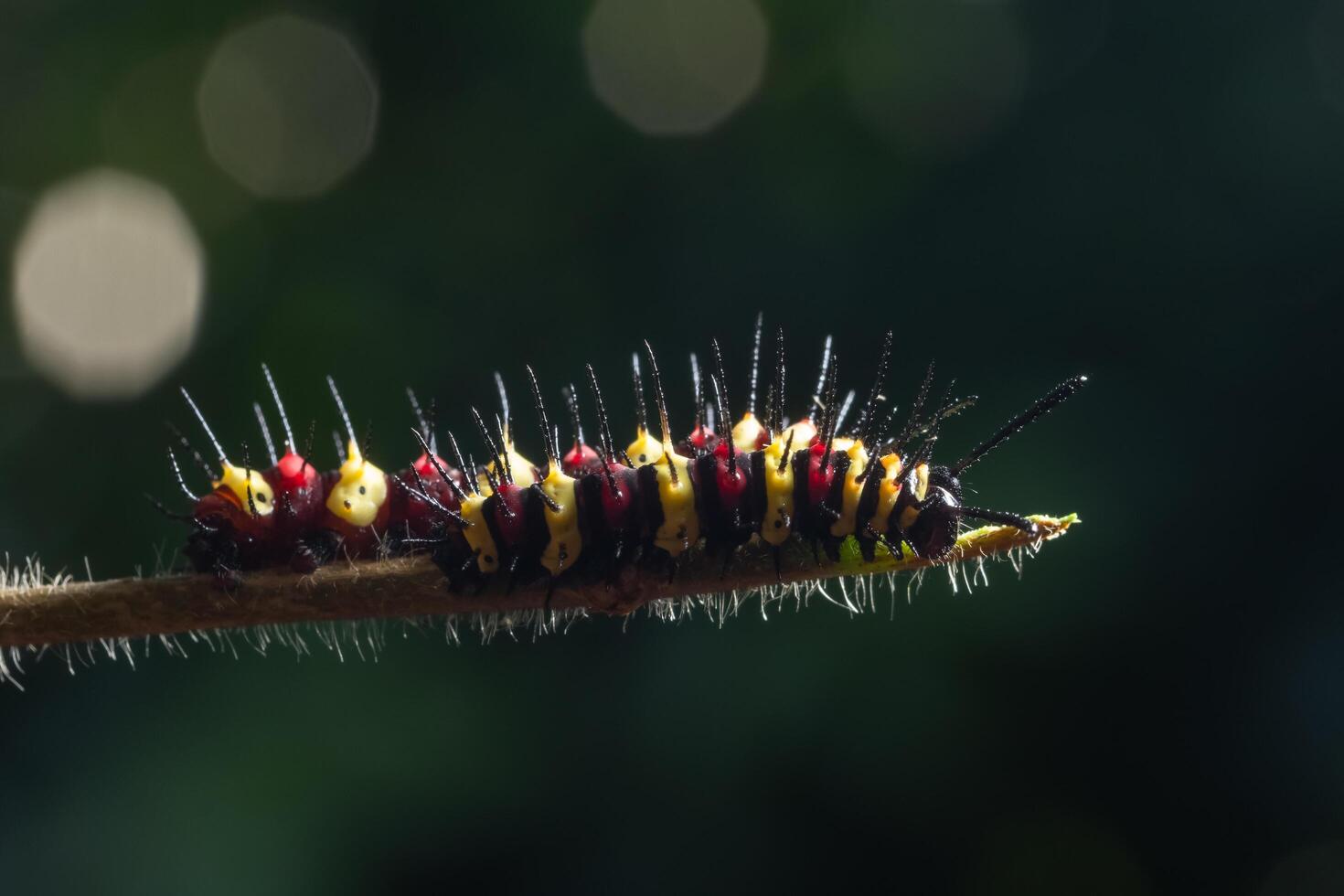 oruga en una hoja foto