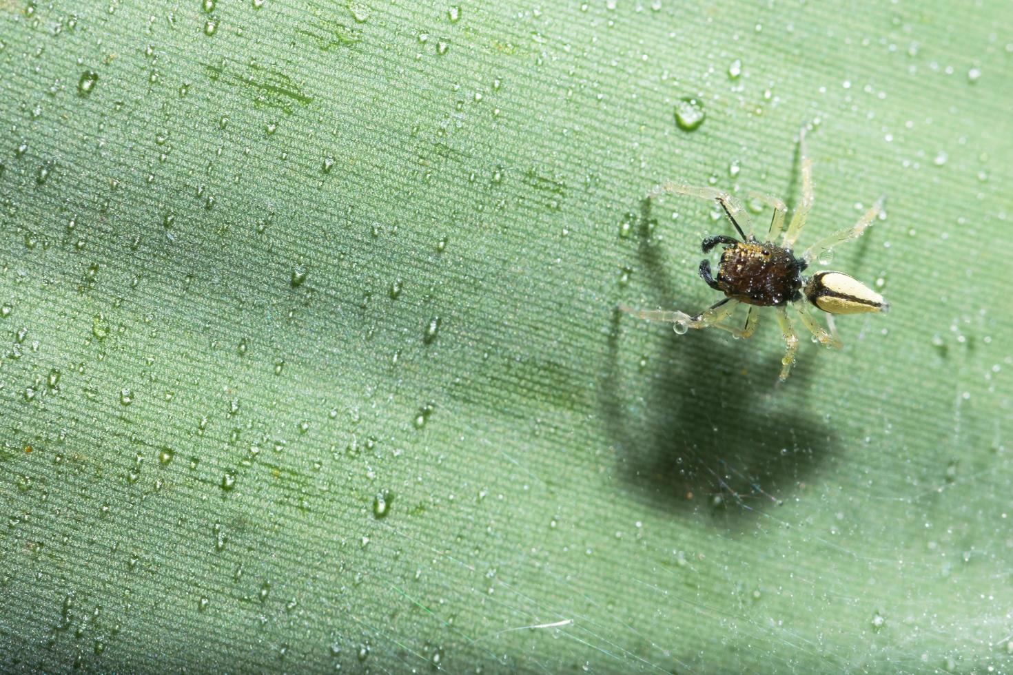 araña en una hoja foto