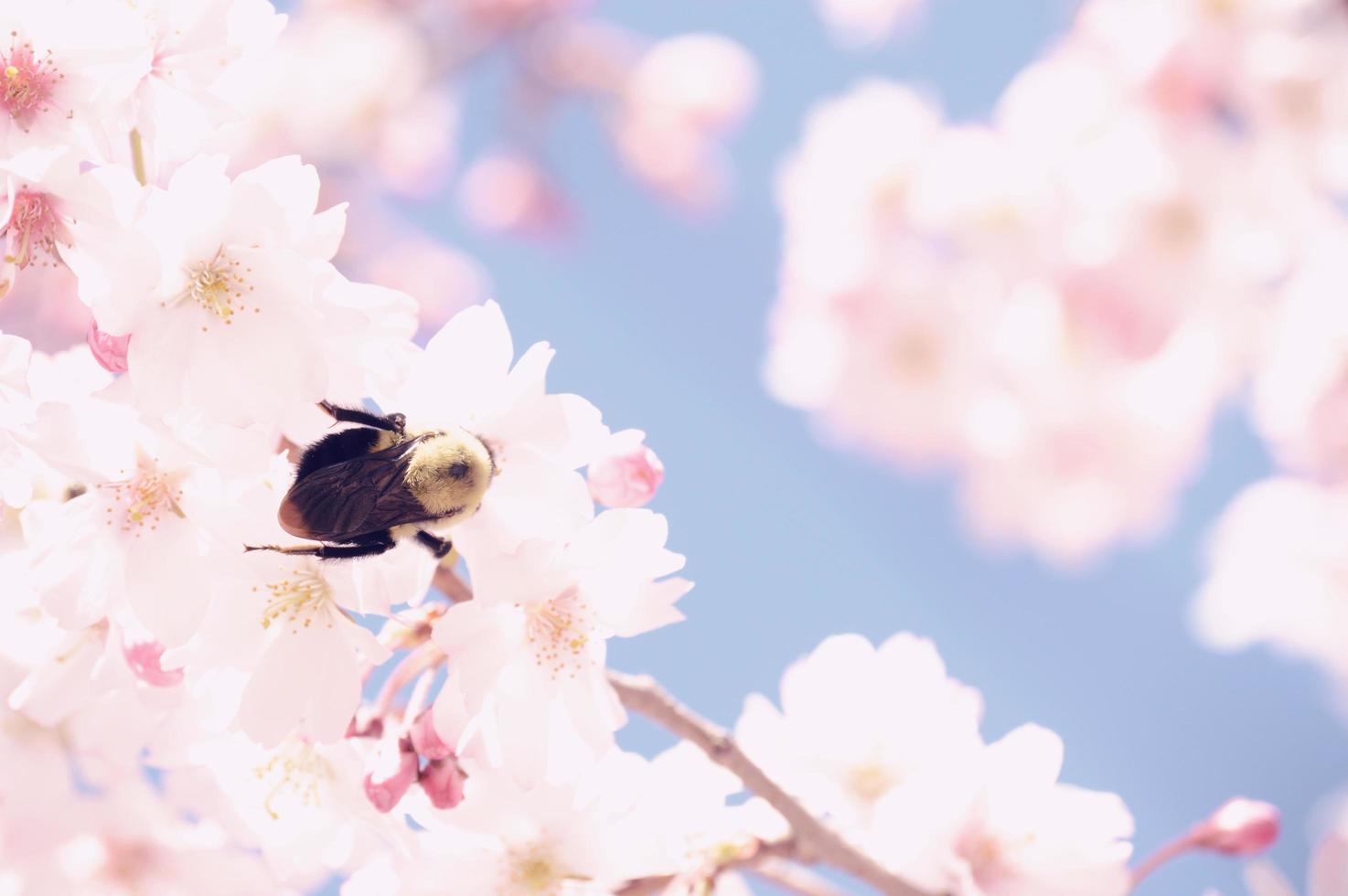 Bee on cherry blossoms photo