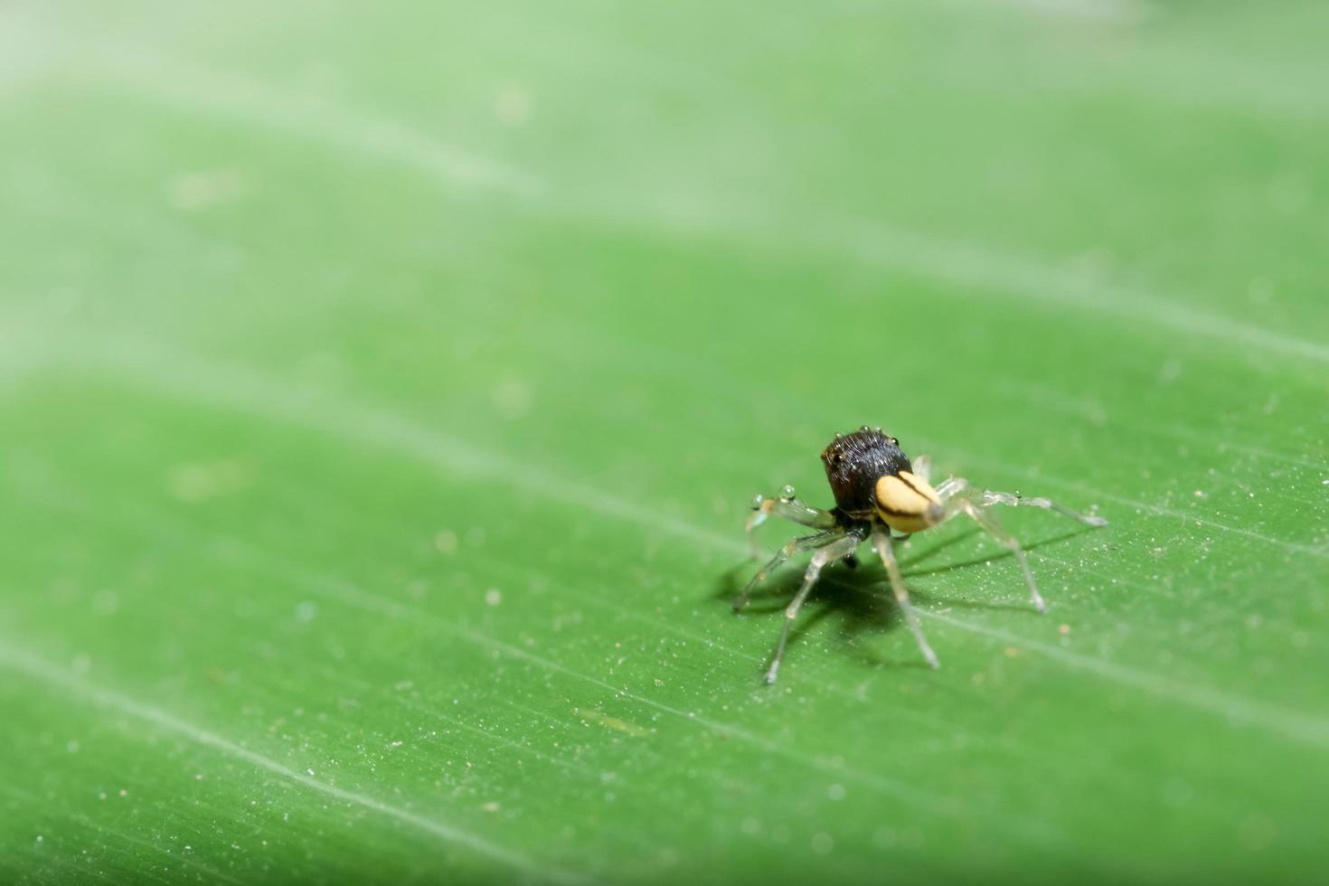 araña en una hoja foto