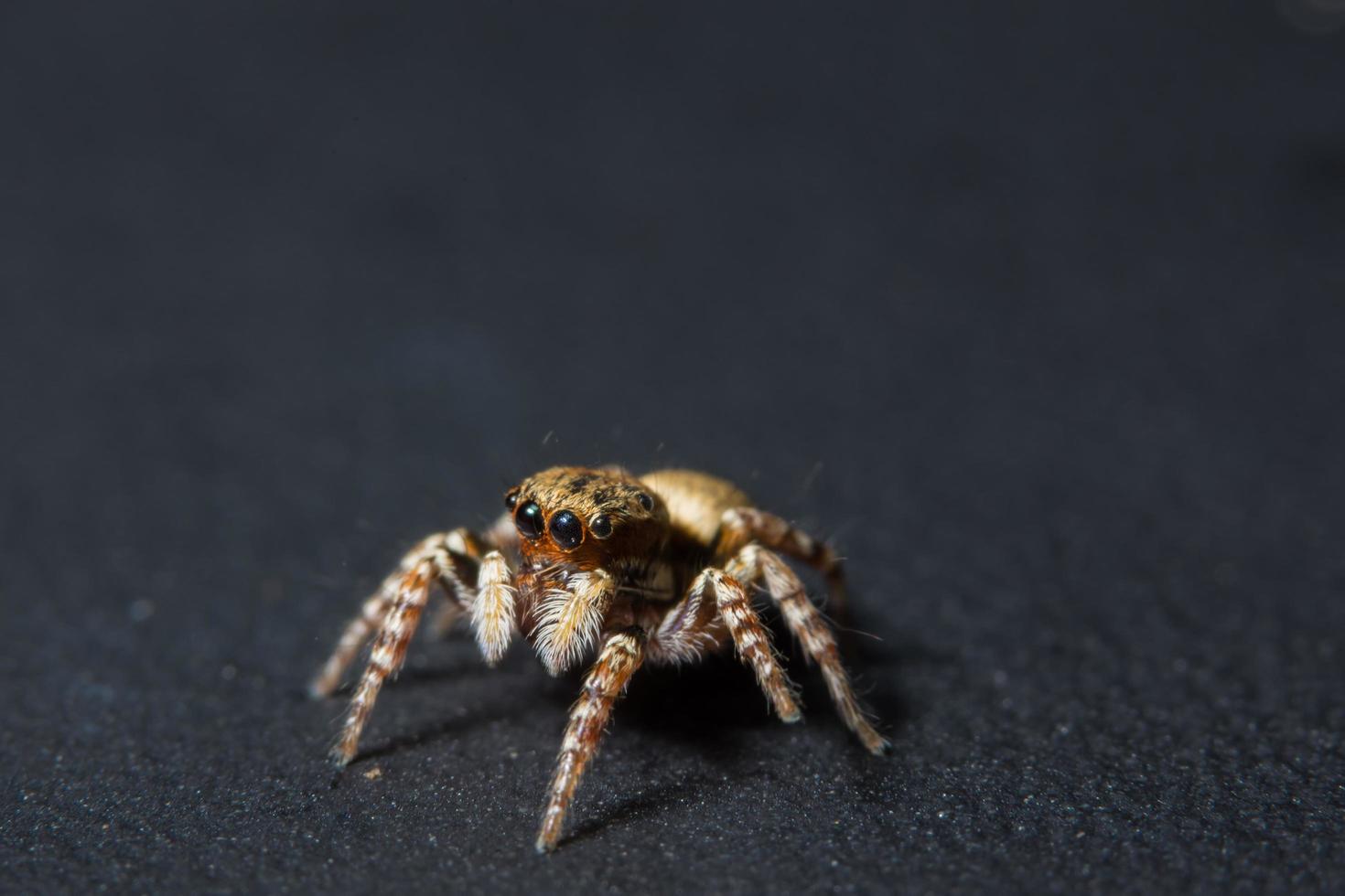 Spider, close-up photo