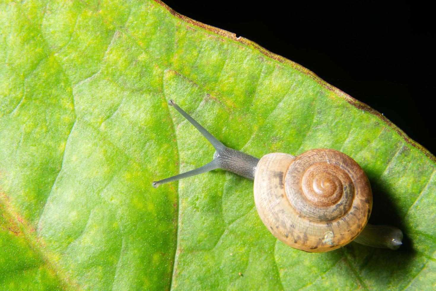 caracol en hoja verde foto