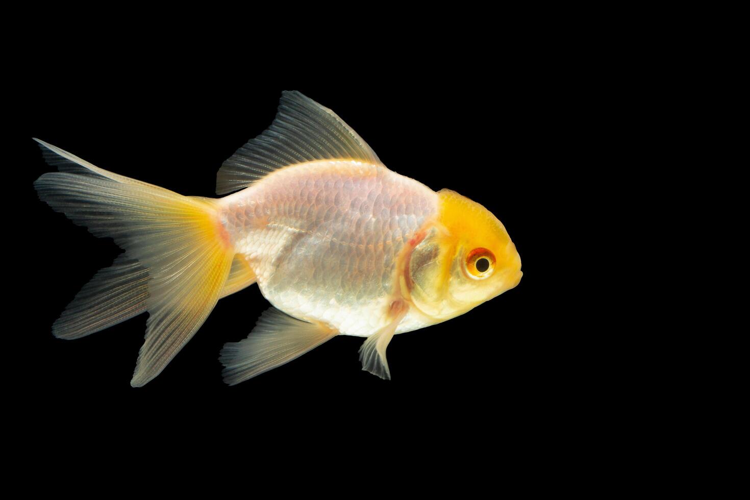 Goldfish on black background photo