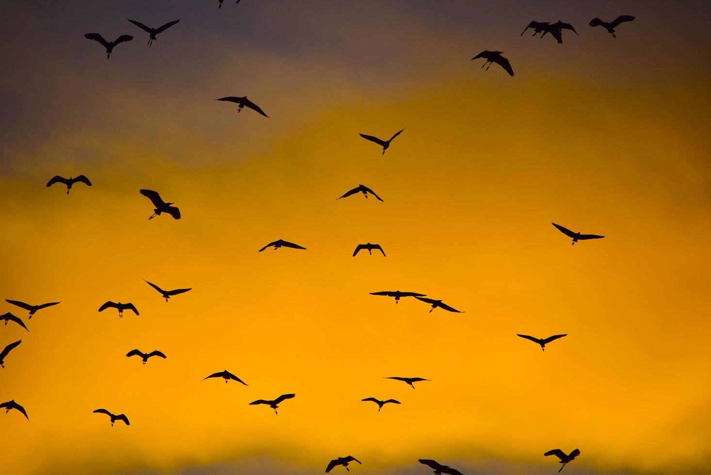 Silhouette of flying birds photo