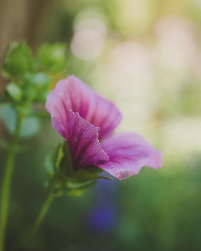 Selective focus pink petaled flower photo