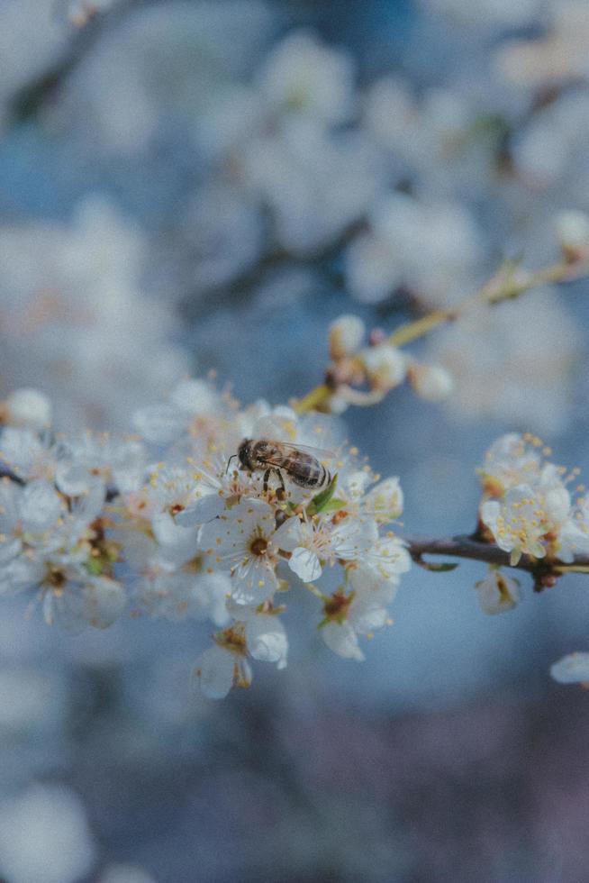 Grainy aesthetic edit of a bee photo