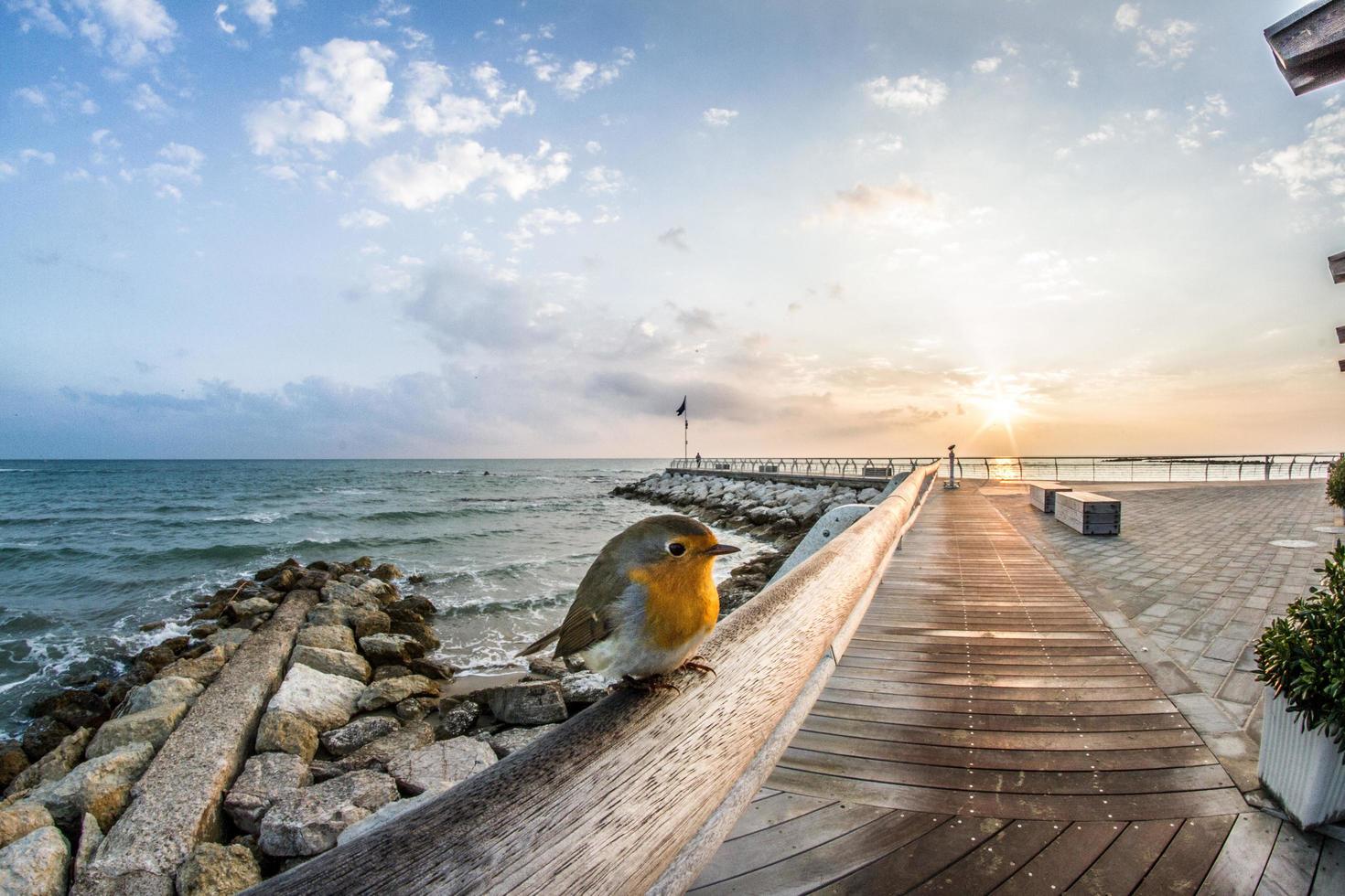 Brown wooden beach dock photo