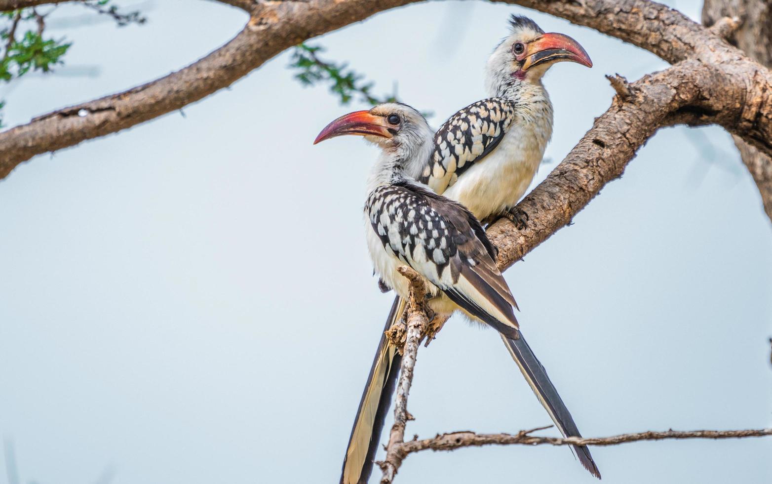 Dos pájaros exóticos parpadeantes en la rama de un árbol foto