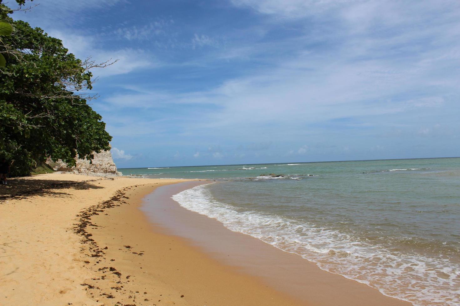 Trees on a beach during the day photo