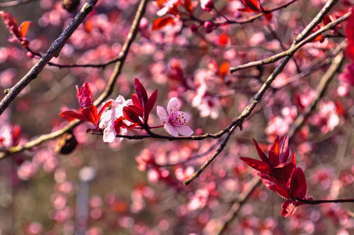 Pink cherry blossom photo