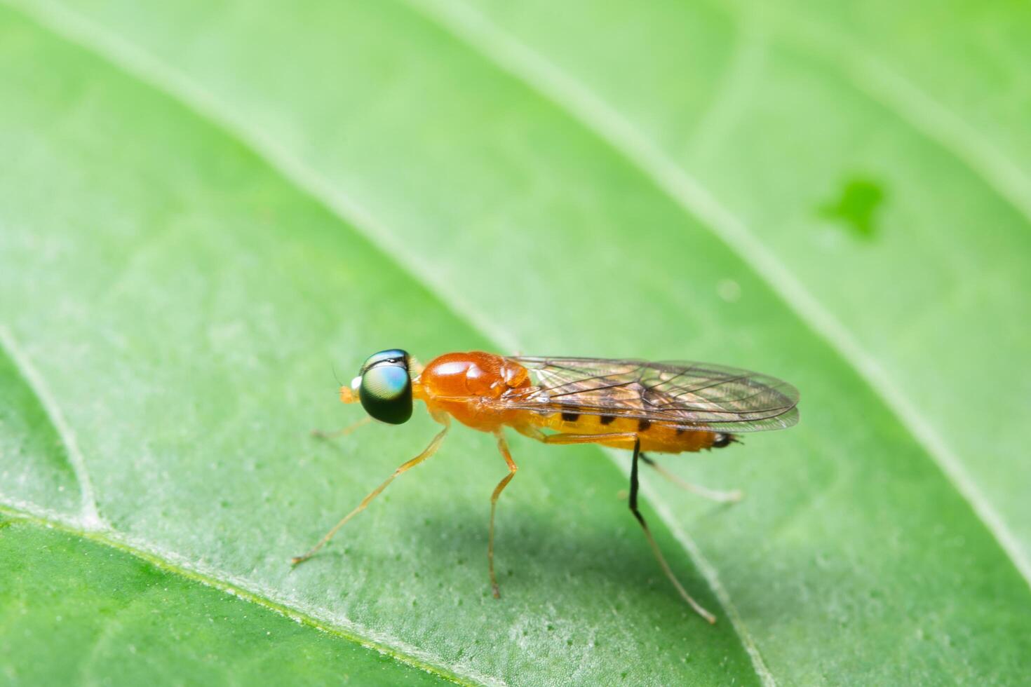 Insect on a plant photo