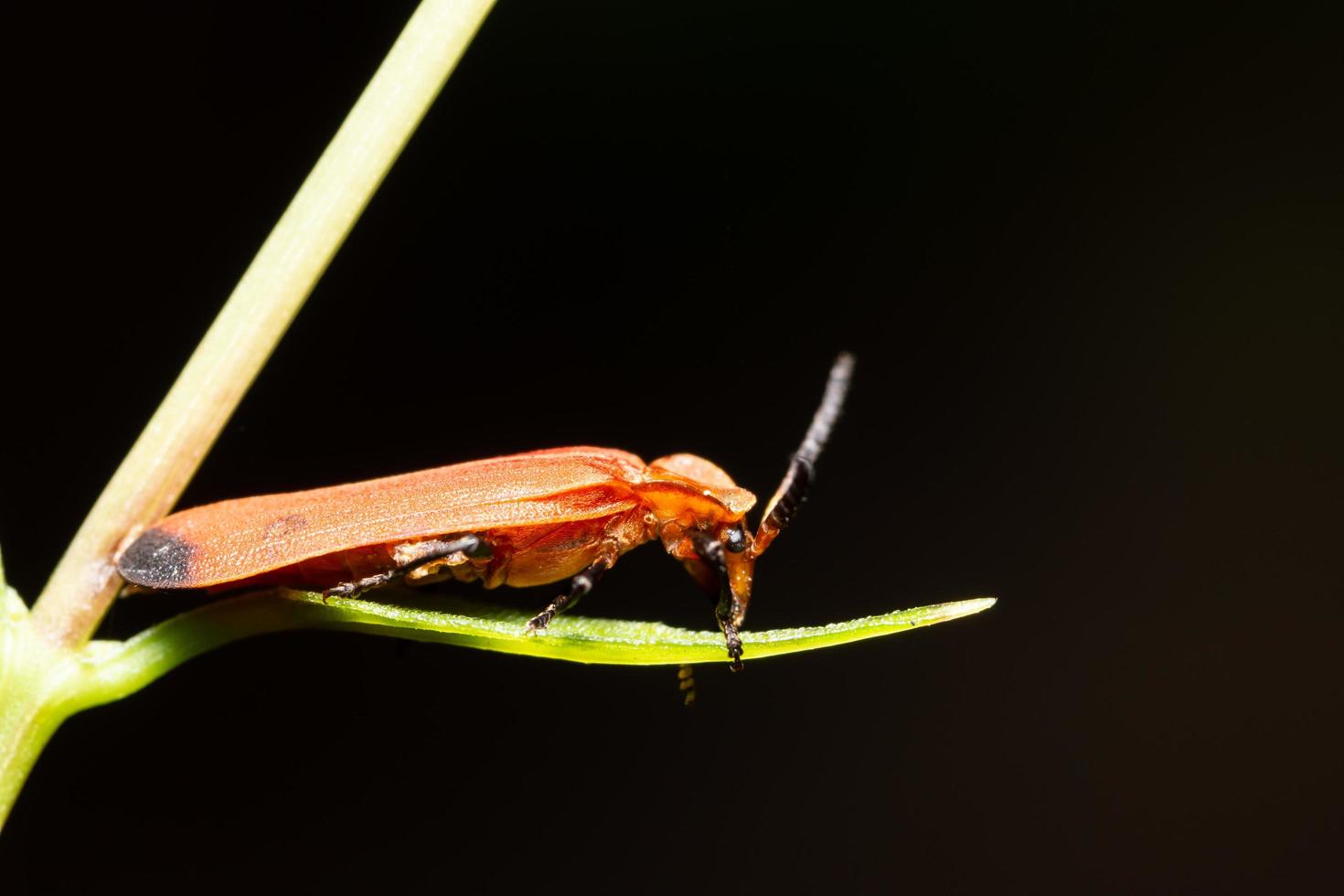 Insect on a leaf photo