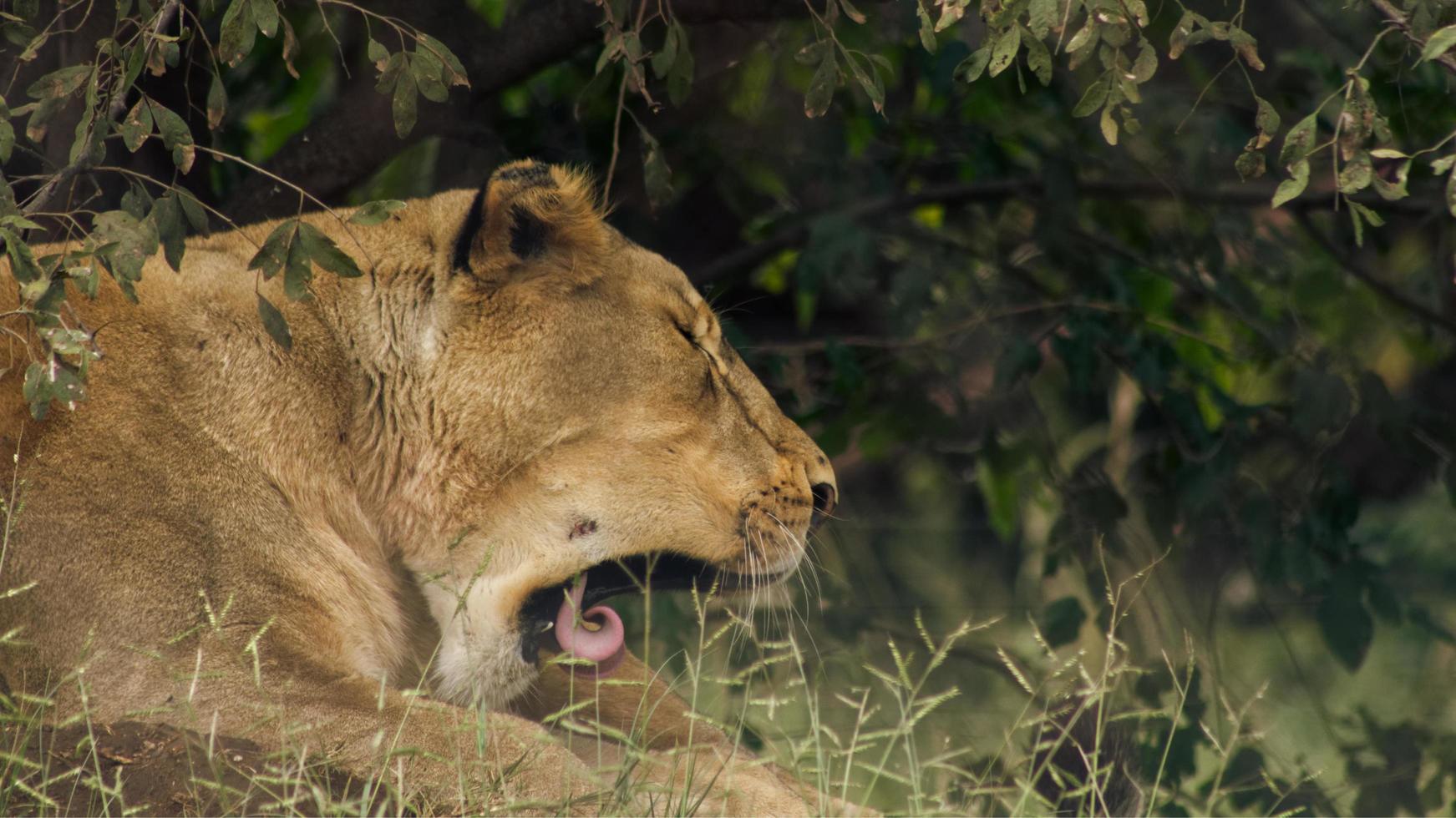 Lion yawning under a tree photo