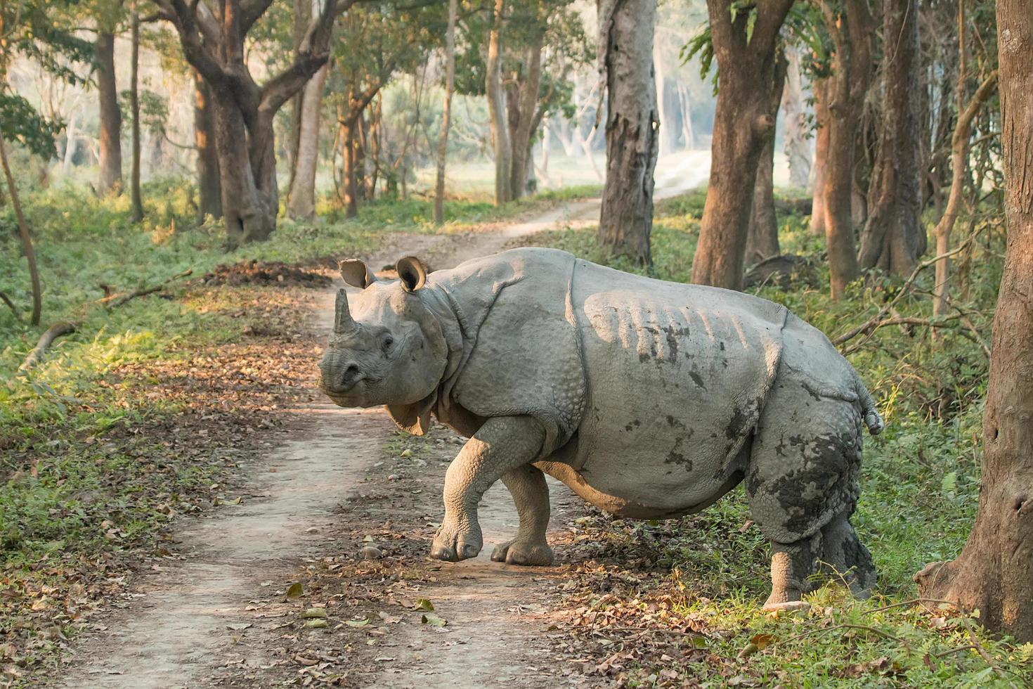 Rhino at walking across a road photo