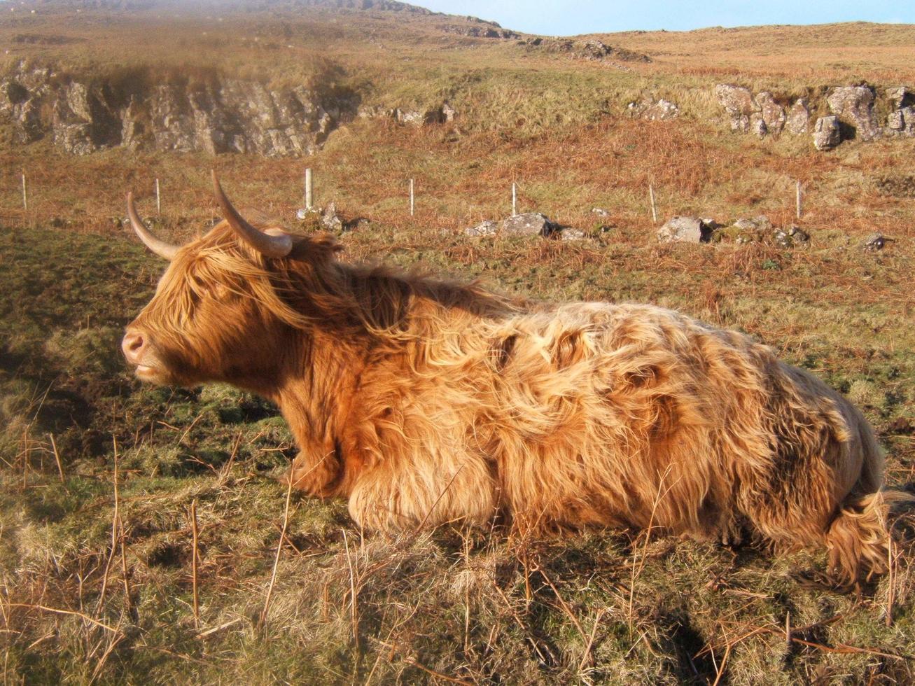 Brown cattle cow photo