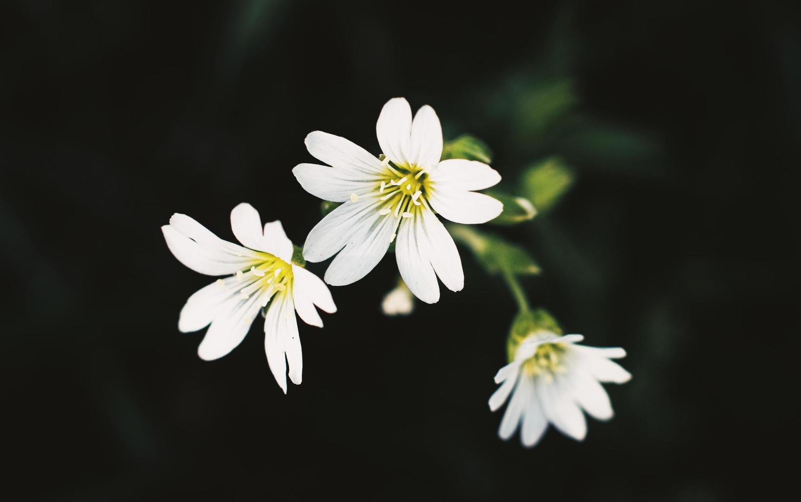 White Flowers On A Black Background 1818258 Stock Photo At Vecteezy