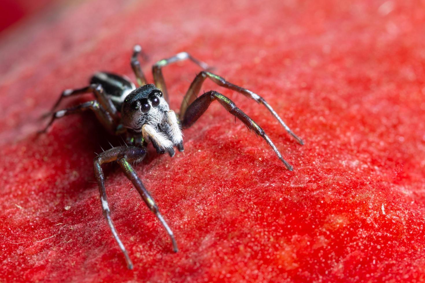 Spider on red background photo