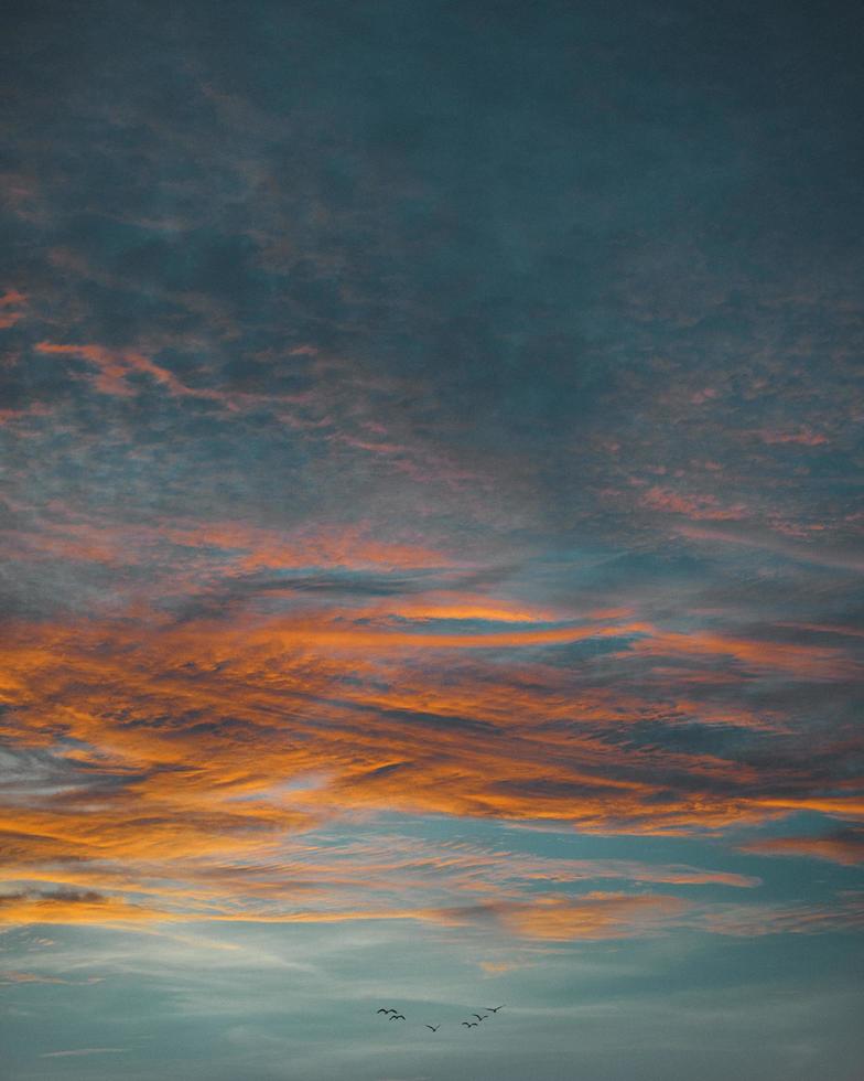 Flock of birds in flight under clouds during golden hour photo