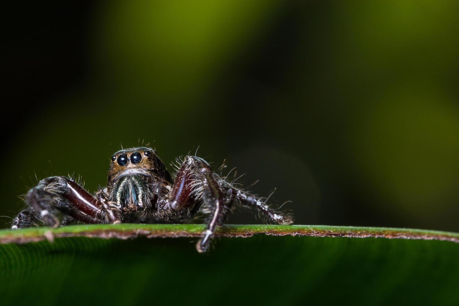 araña en una hoja verde foto