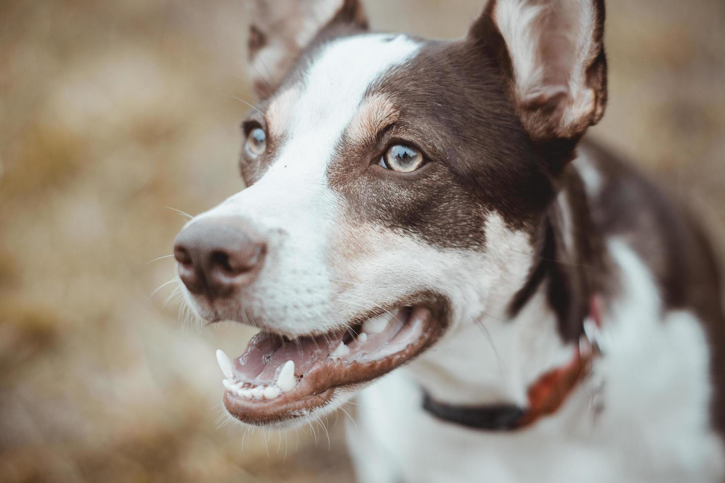 Portrait of a short-coated brown and white dog photo