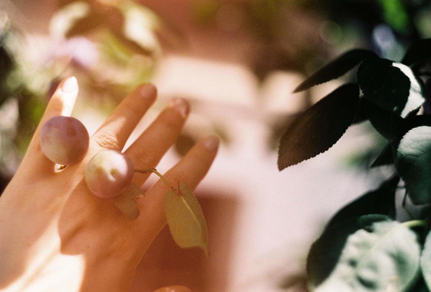 Foto de película estética de frutas y hojas en la mano de una persona.