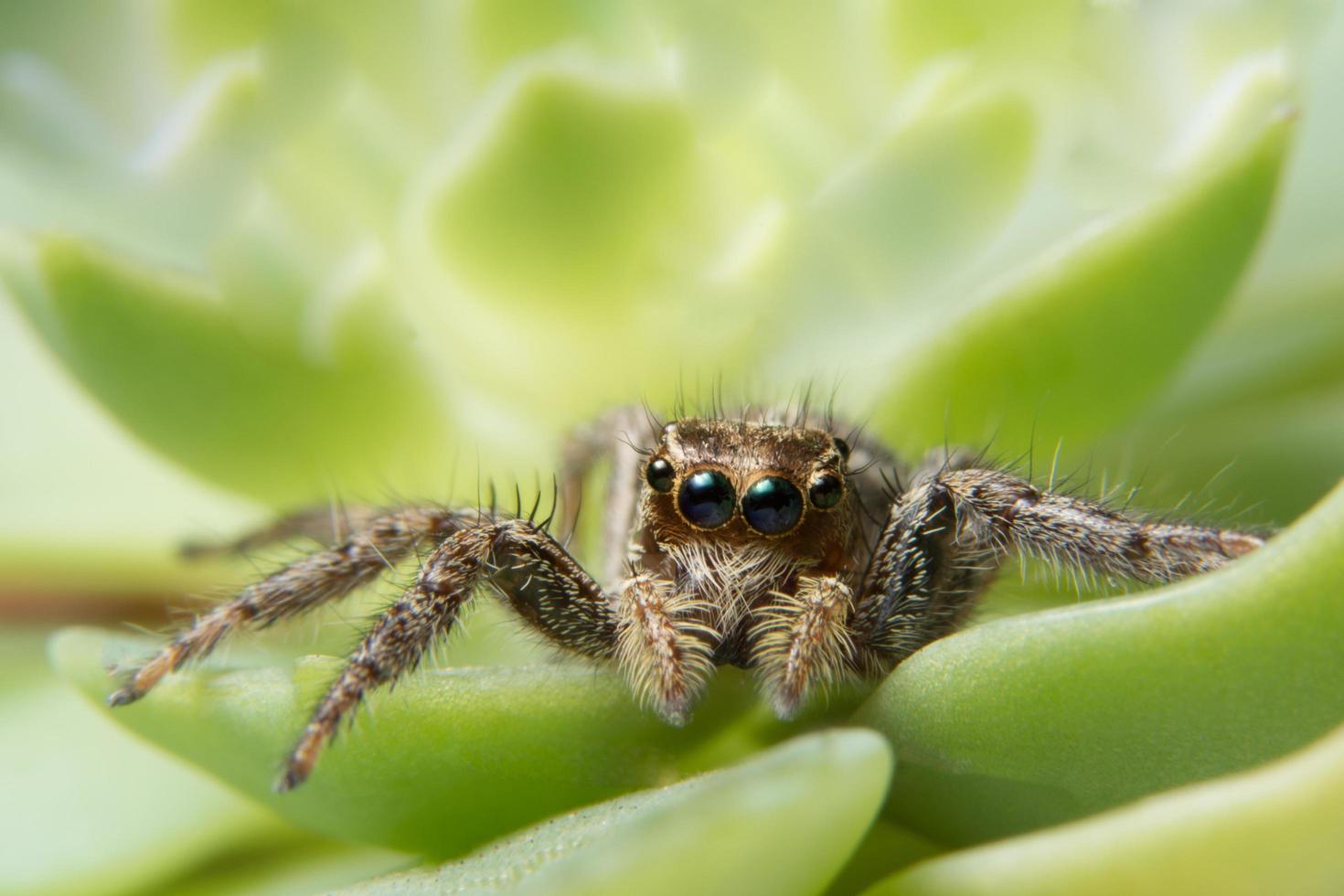 araña en una hoja verde foto