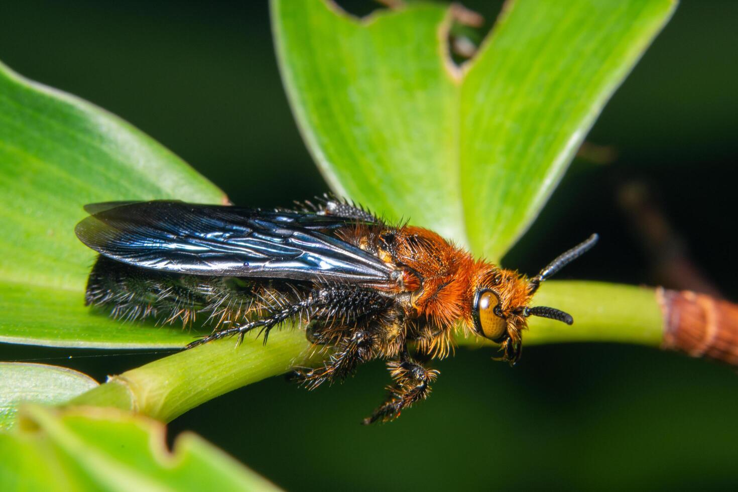 Insect on a plant photo