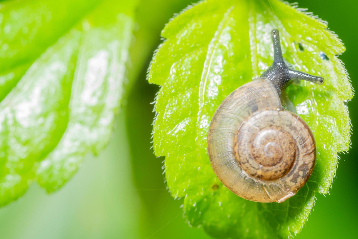 Snail on a leaf photo