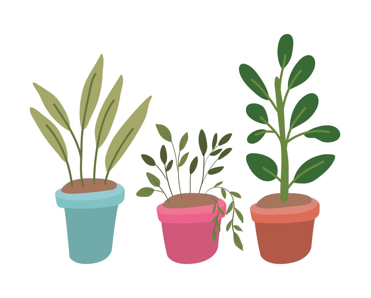 Plantas aisladas dentro de macetas de diseño vectorial vector