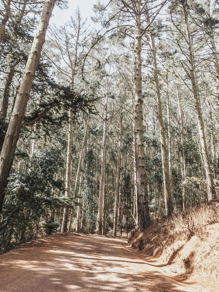 Forest path for hiking photo