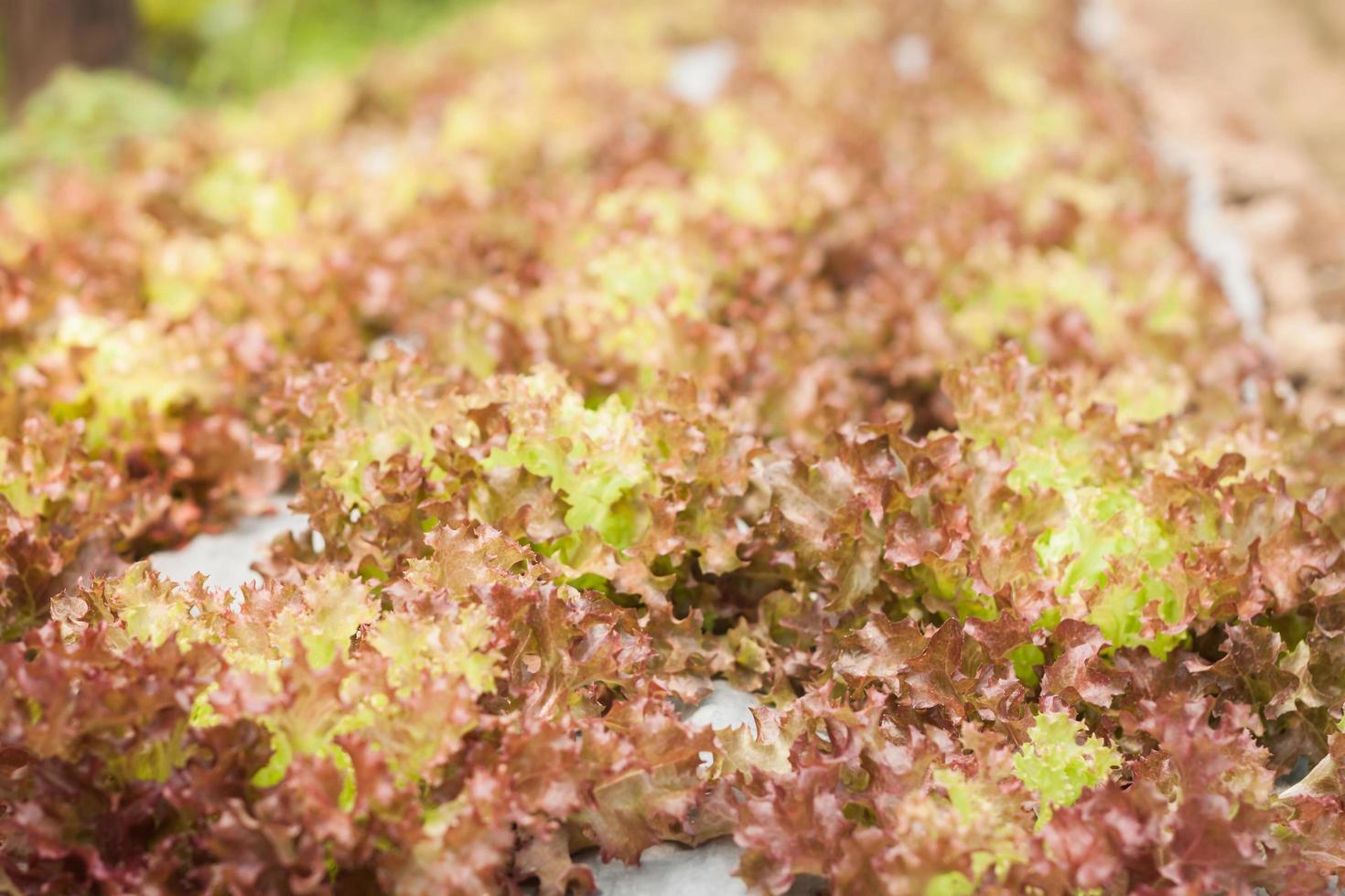 Red coral lettuce photo