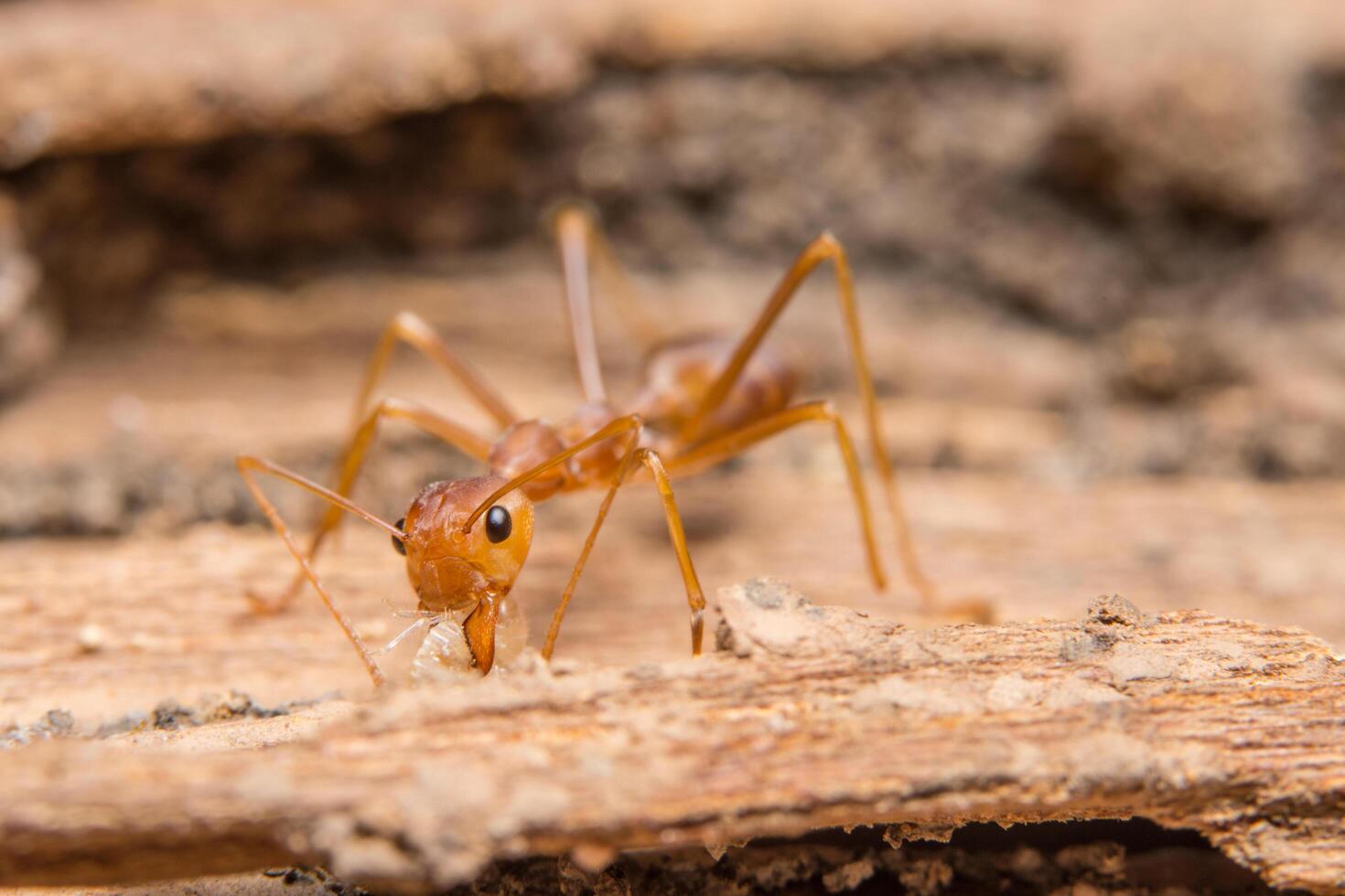 Red ant close-up photo