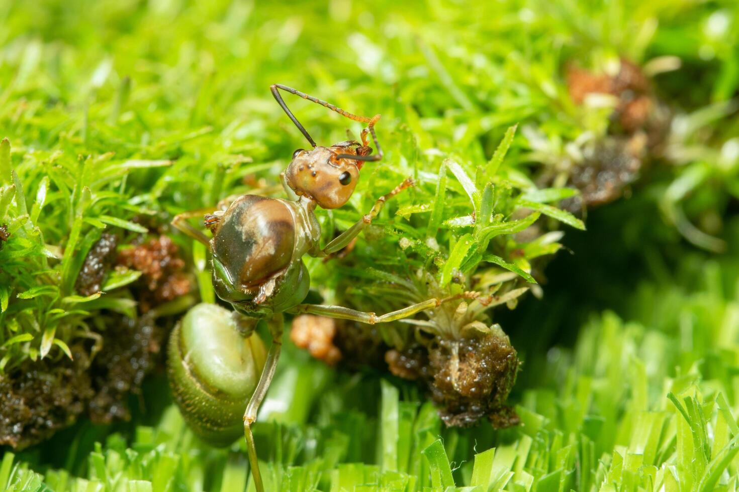 Green ant in the grass photo