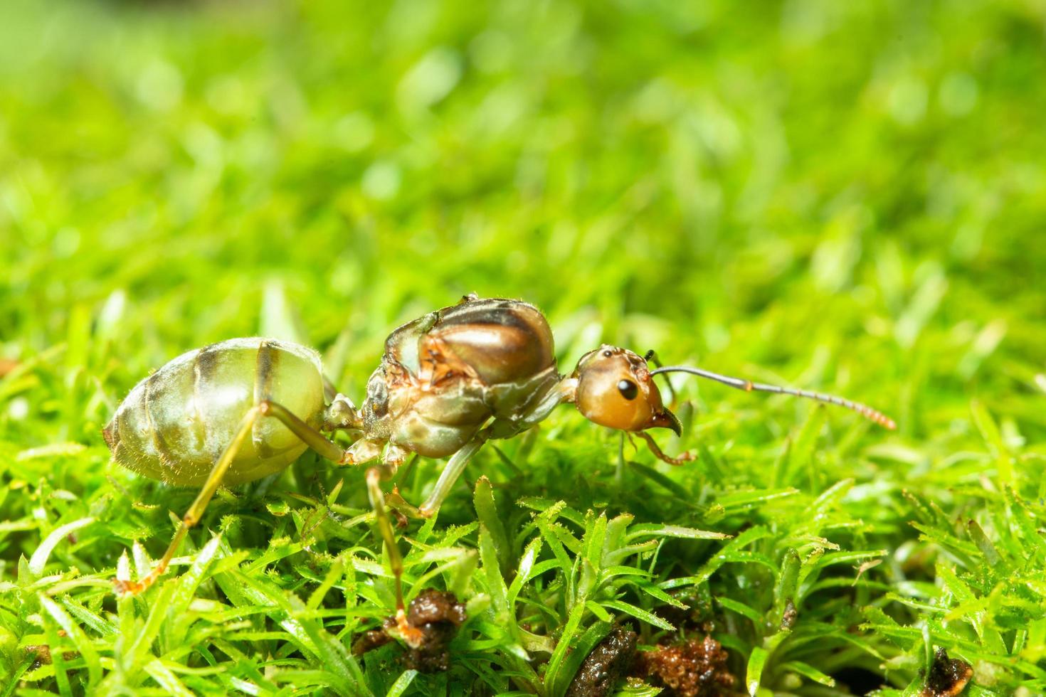 hormiga verde en la hierba foto