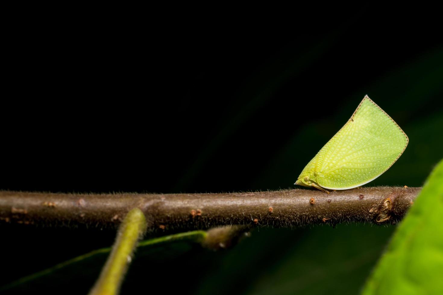 mariposa verde en un árbol foto