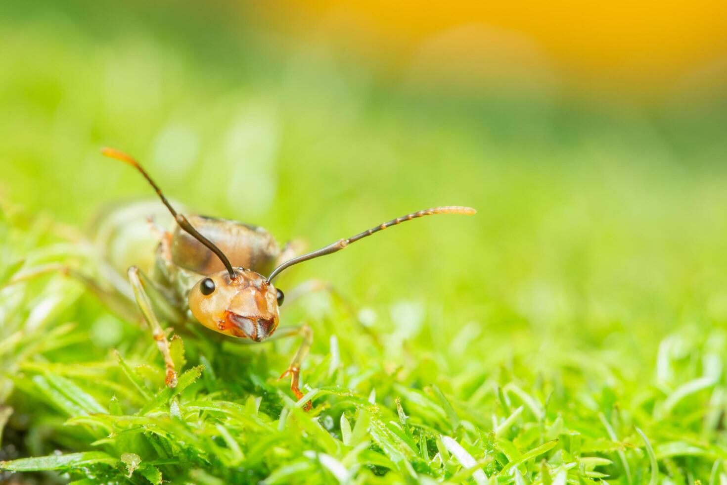 Green ant in the grass photo