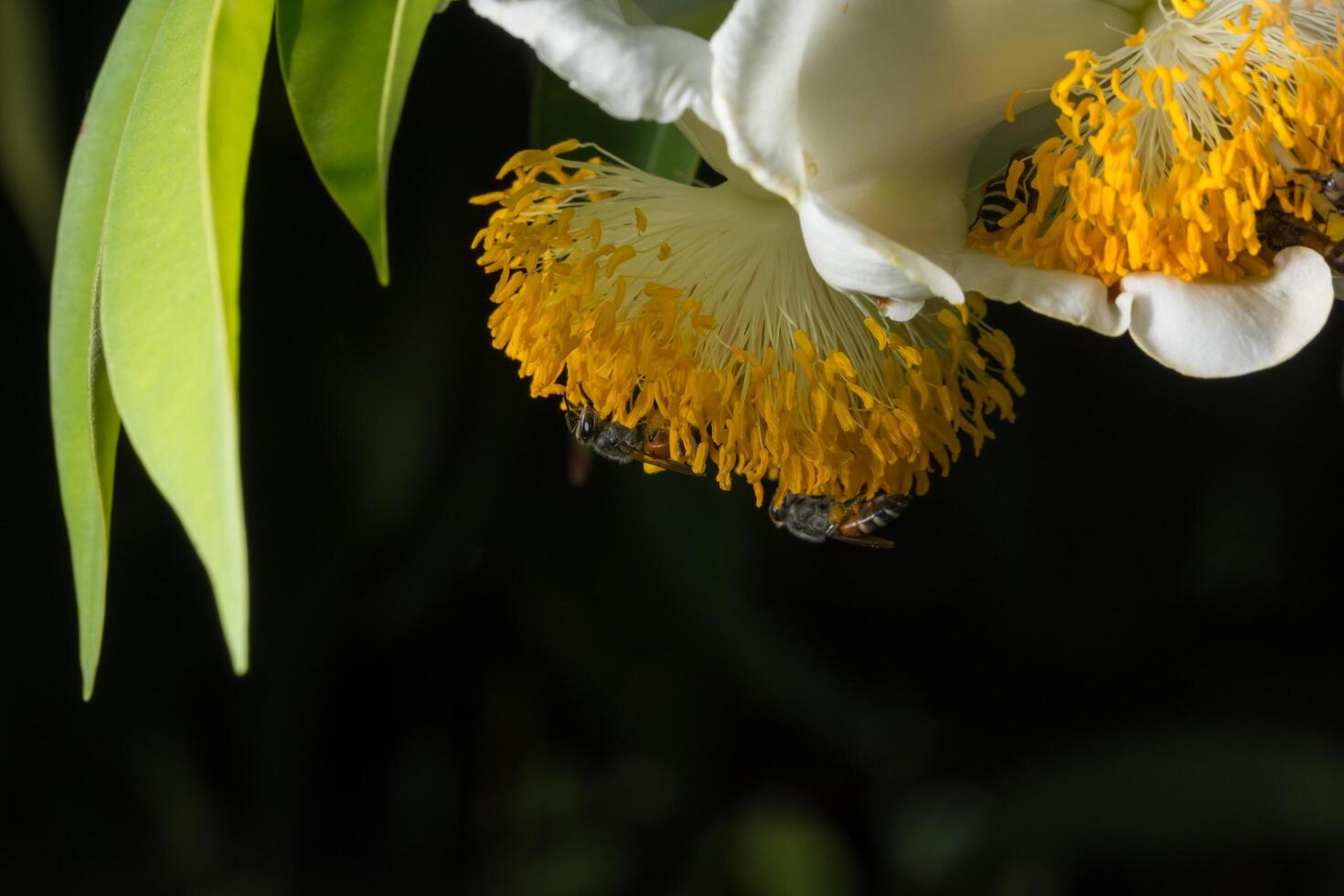 Bees on a yellow flower photo