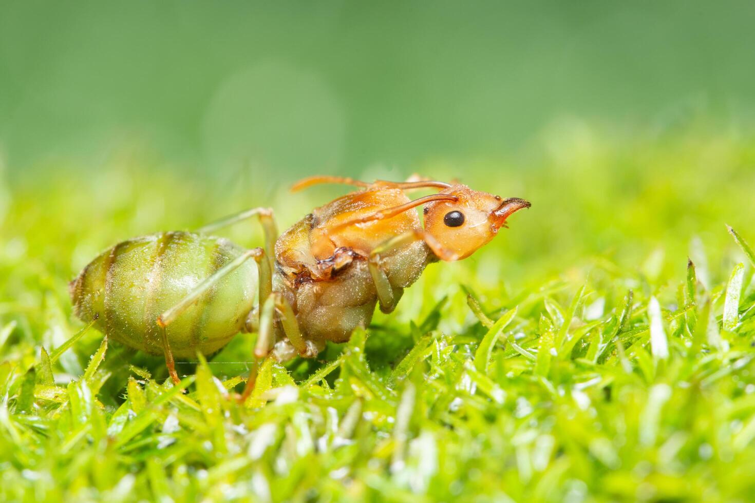 Ant in the grass photo