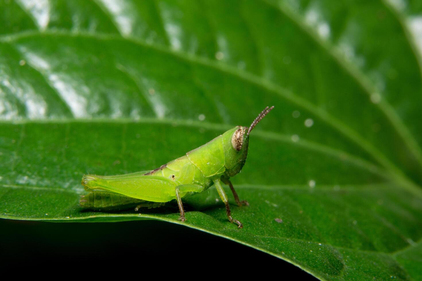 saltamontes en una hoja, primer plano foto